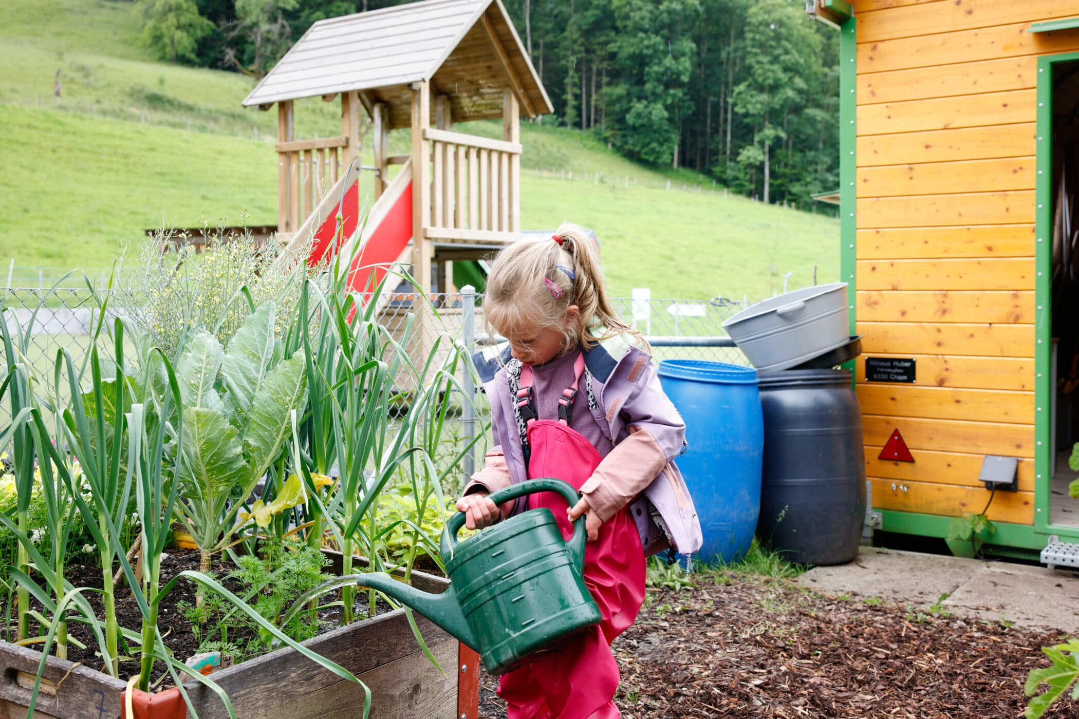 student watering the new garden at zug campus