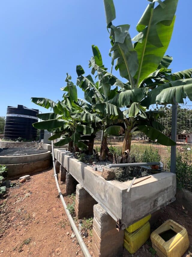 Banana trees growing in a raised concrete planter connected to a water system, with a large black water tank nearby.